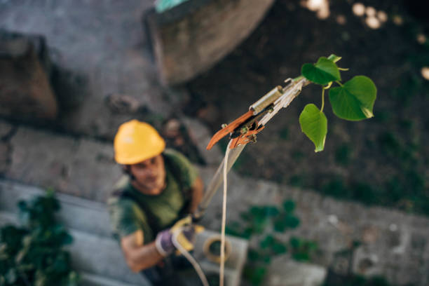 How Our Tree Care Process Works  in  Boalsburg, PA
